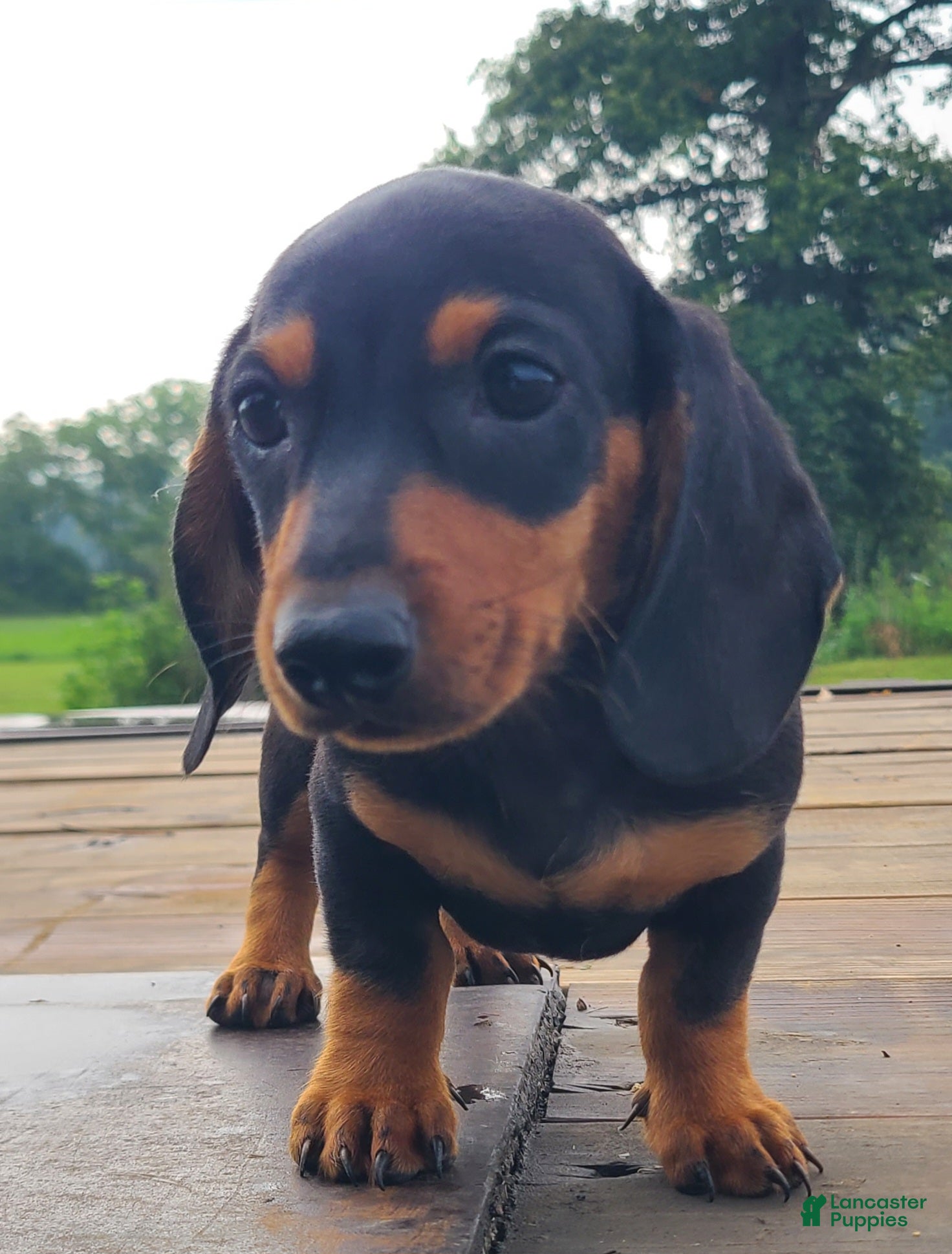 Miniature Dachshund dogs IGOR - Ad 1