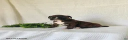 Boxer dogs for sale: Clara - Ad 3
