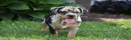 Beabull dogs for sale: Dixie - Ad 2