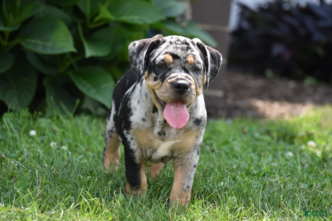 Beabull dogs for sale: Dixie - Ad 2