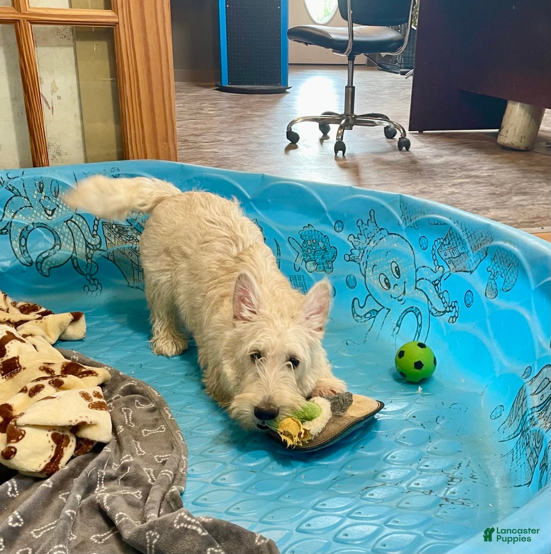 Scottish Terrier dogs for sale: Sherman - Ad 2