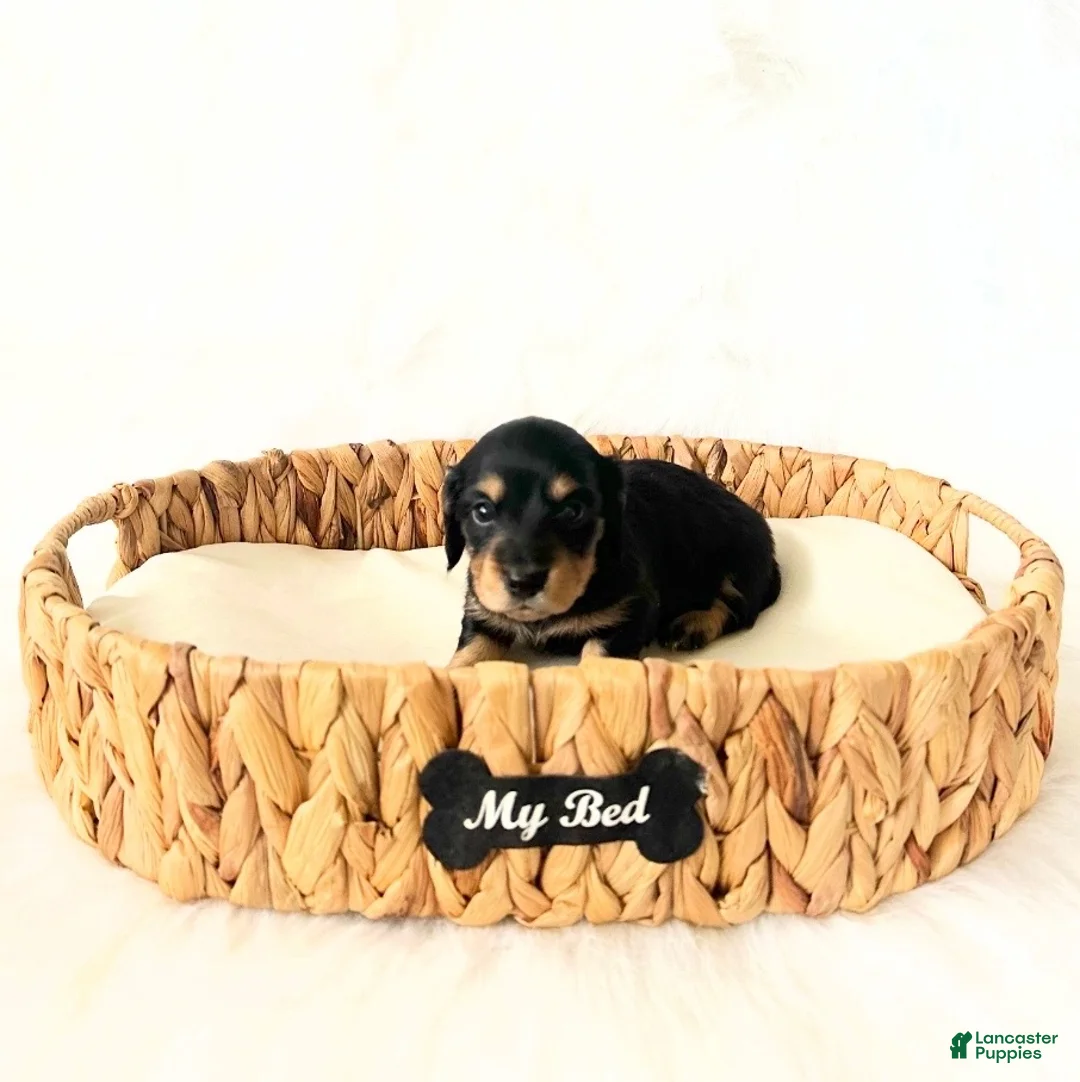 Miniature Dachshund dogs for sale: AKC Ruby - Ad 6