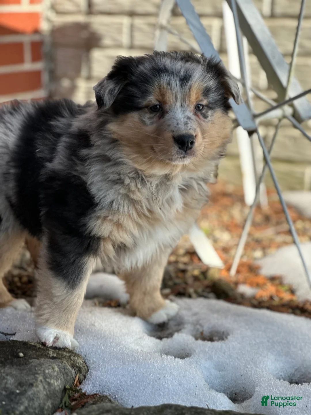 Australian Shepherd dogs for sale: Sage - Ad 3