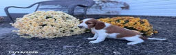 Welsh Springer Spaniel dogs for sale: Lori - Ad 19