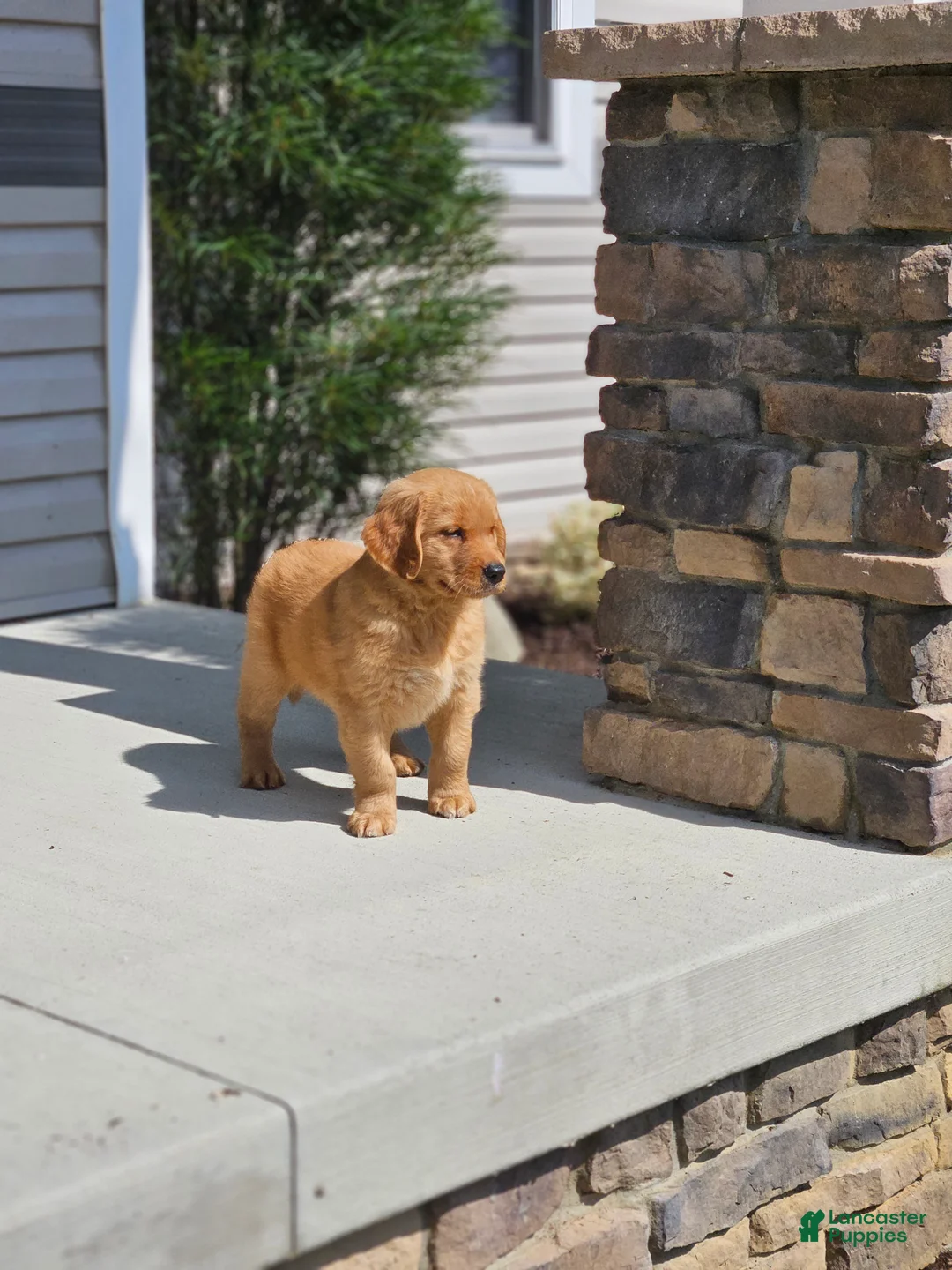Golden Retriever dogs for sale: Duke - Ad 2
