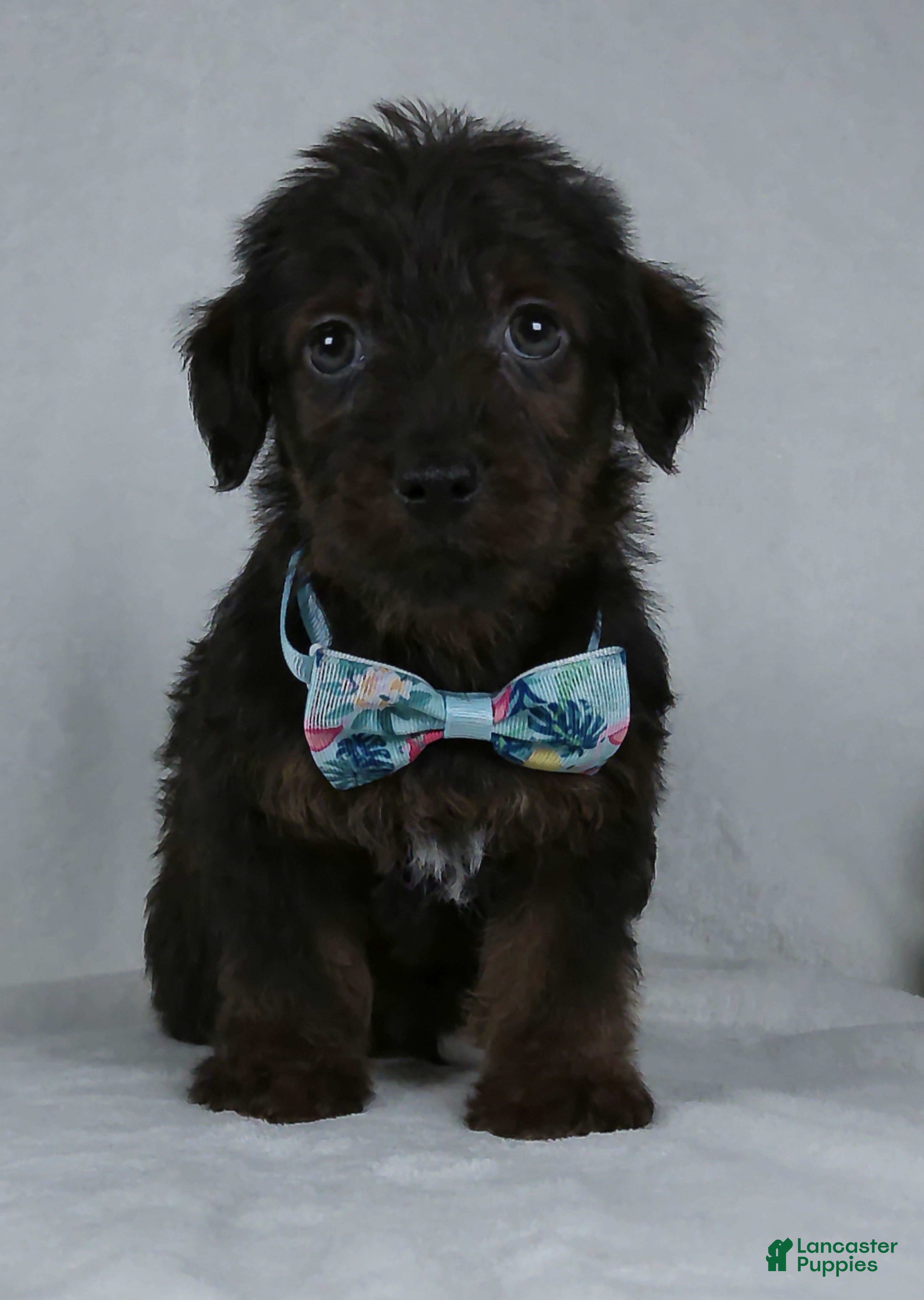 Yorkiepoo dogs Silas - Ad 1
