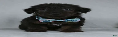 Silas