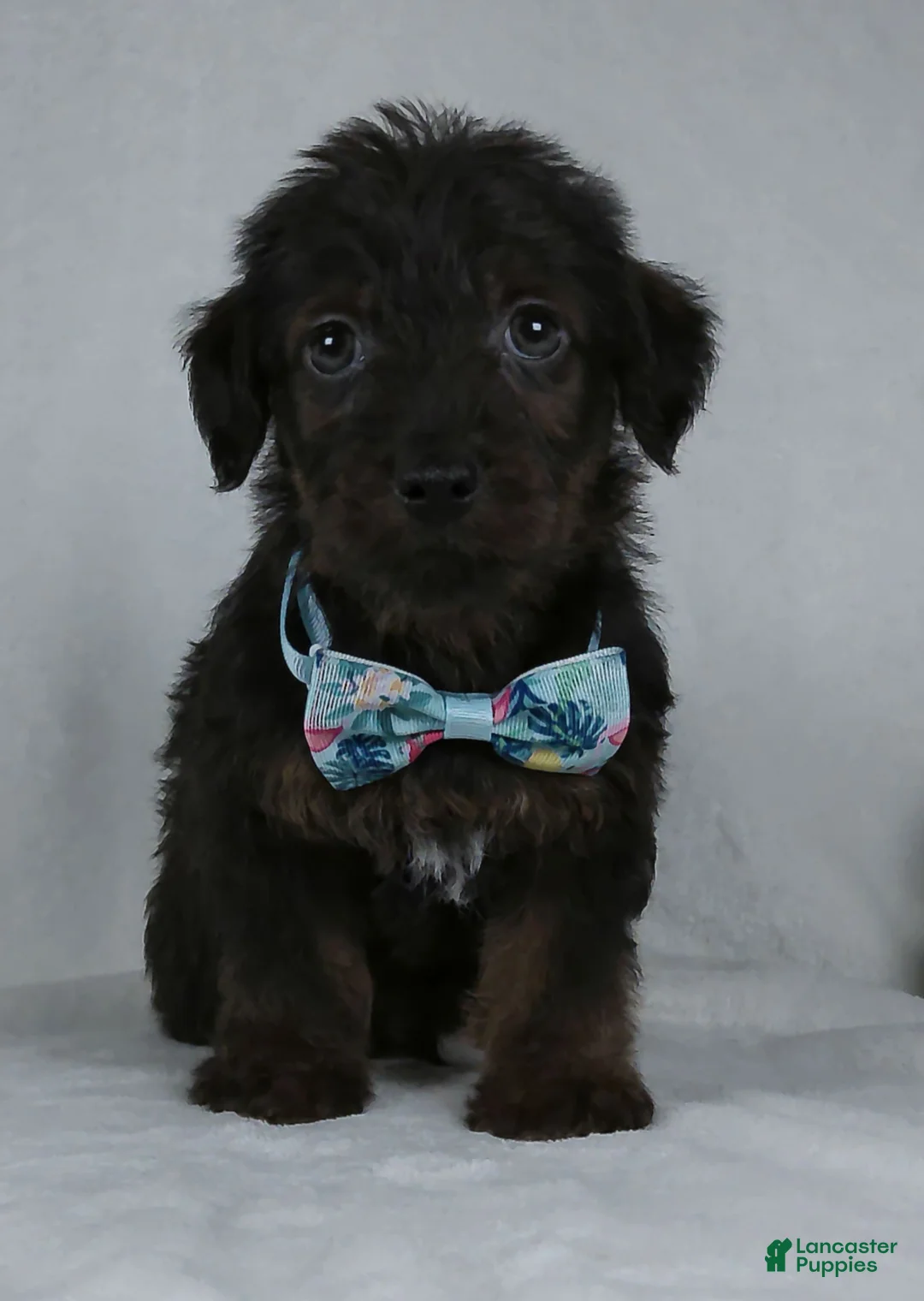 Yorkiepoo dogs for sale: Silas - Ad 1