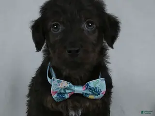 Yorkiepoo dogs for sale: Silas - Ad 4