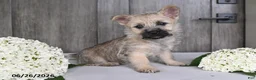 Cairn Terrier dogs for sale: Amber - Ad 8