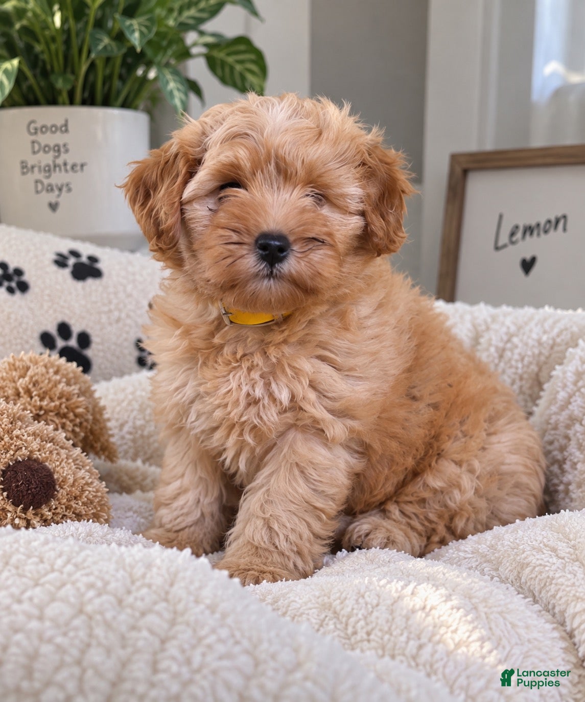 Mixed Breed dogs Mixed Breed 1 - Ad 5