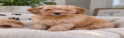 Mixed Breed dogs for sale: Mixed Breed 1 - Ad 1