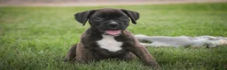 Boxer dogs for sale: Skipper - Ad 3