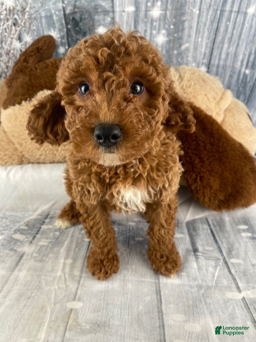 Miniature Poodle dogs for sale: Bruno - Ad 5