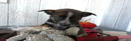 Australian Cattle Dog dogs for sale: Australian Cattle Dog 8 Maddie - Ad 3