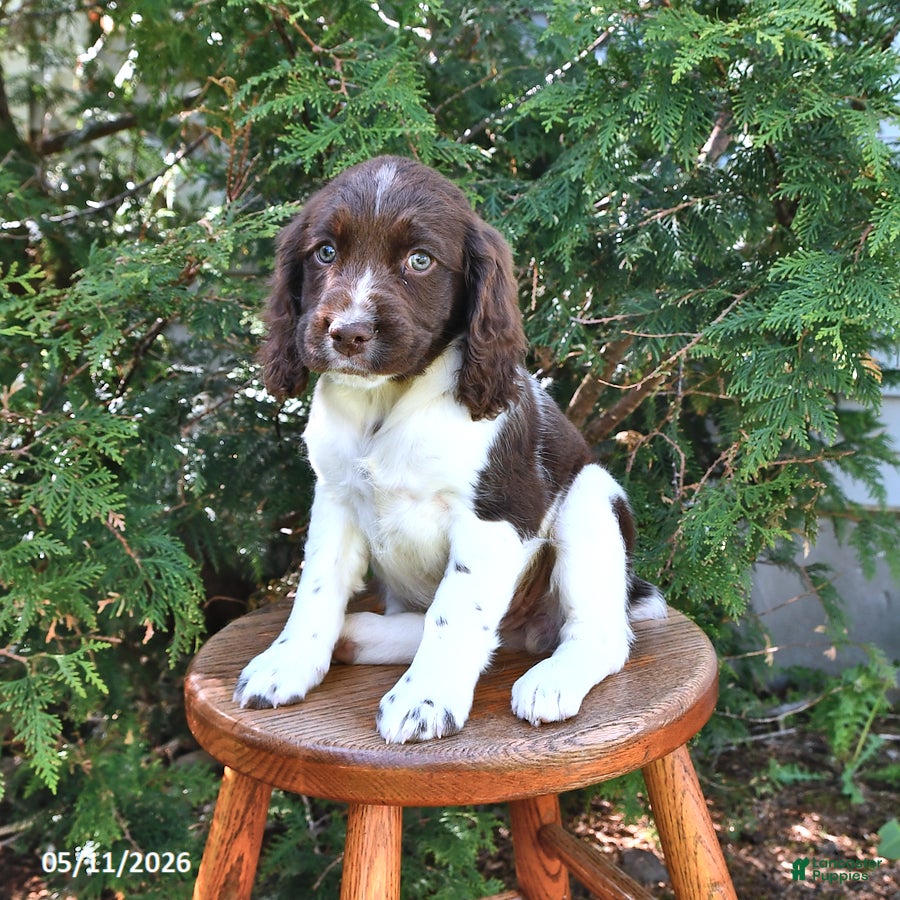 English Springer Spaniel dogs Evelyn - Ad 2