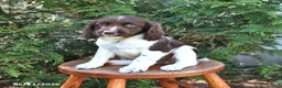 English Springer Spaniel dogs for sale: Evelyn - Ad 2