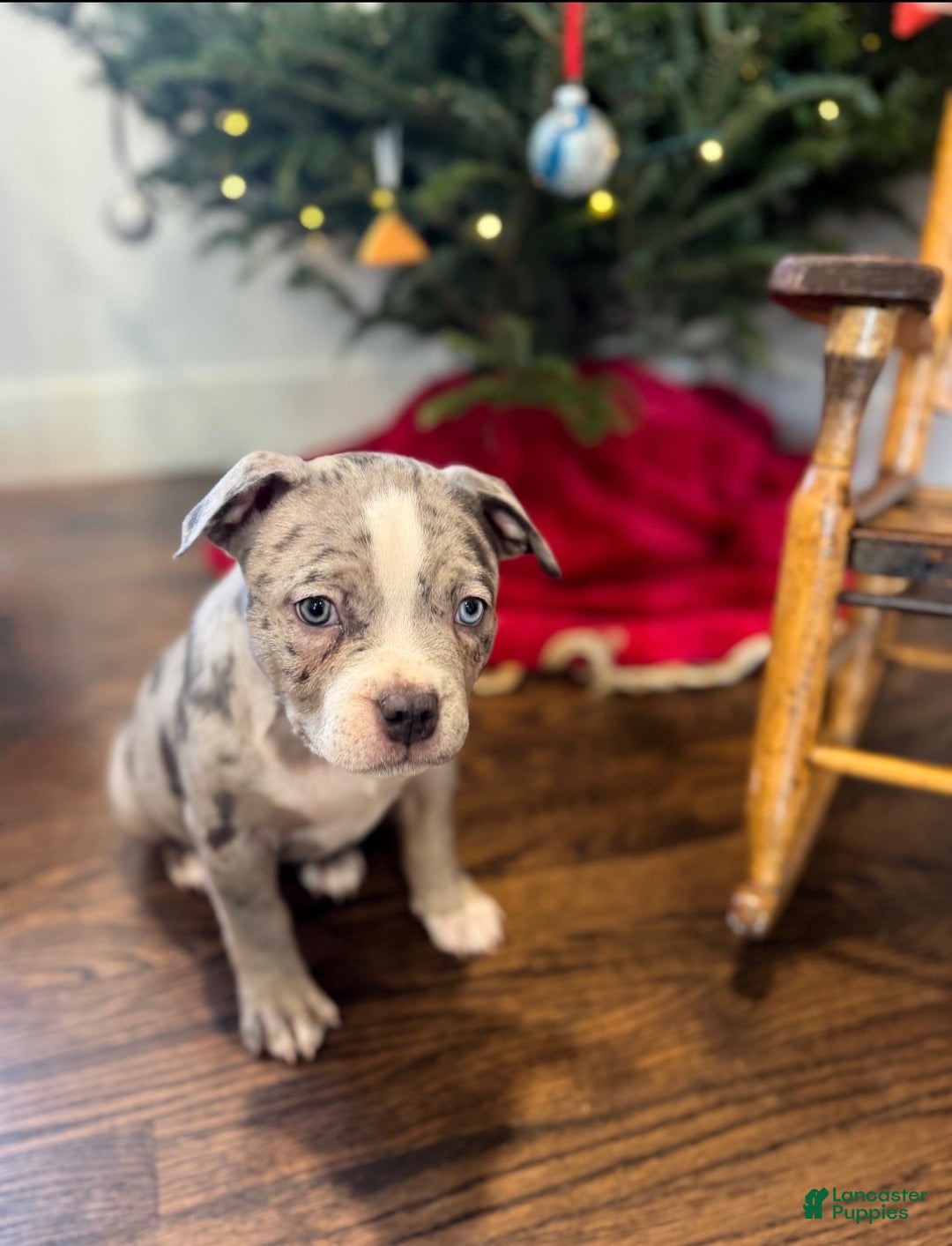 American Bully dogs for sale: American Bully Puppy 1 - Ad 3