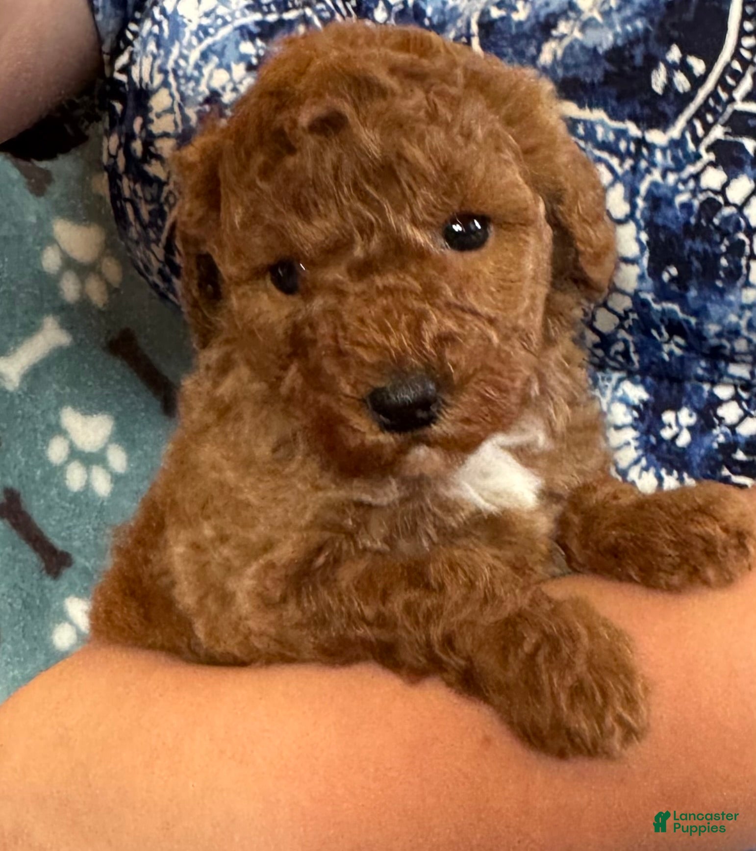 Mini Goldendoodle dogs Bailey - Ad 35