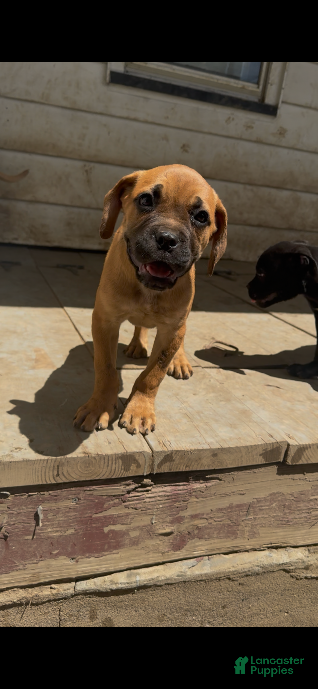 Cane Corso dogs Rocky - Ad 1