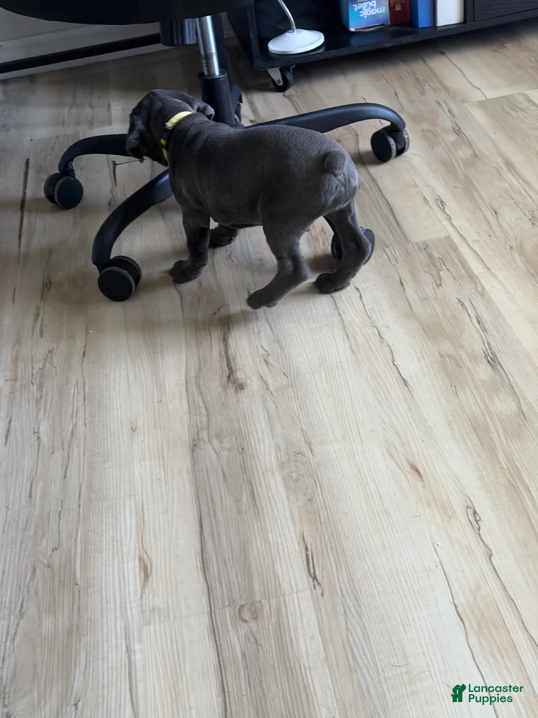 Cane Corso dogs for sale: Yashna - Ad 1