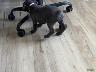 Cane Corso dogs Yashna - Ad 4
