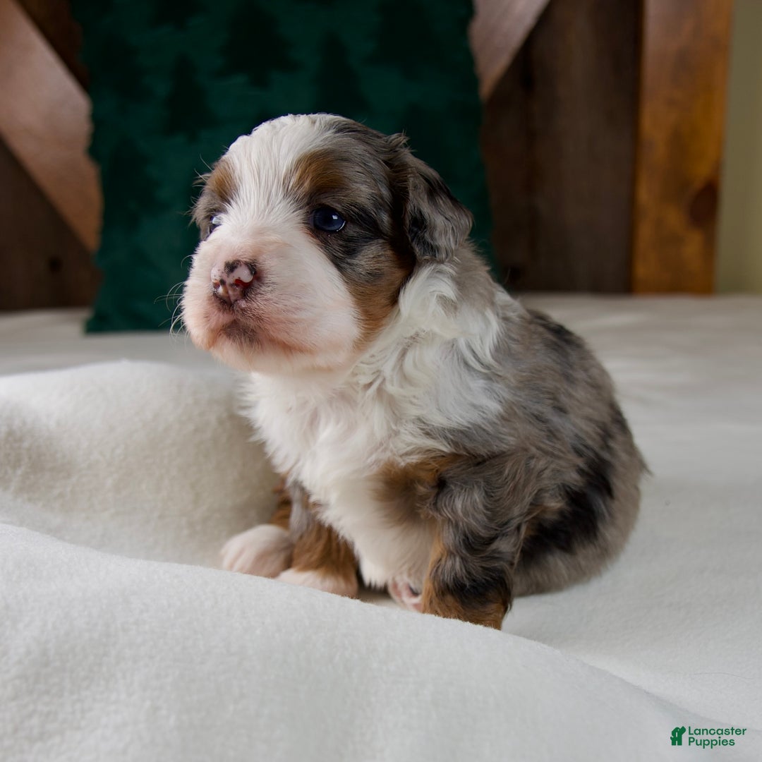 Mini Bernedoodle dogs for sale: Holly Girl - Ad 7