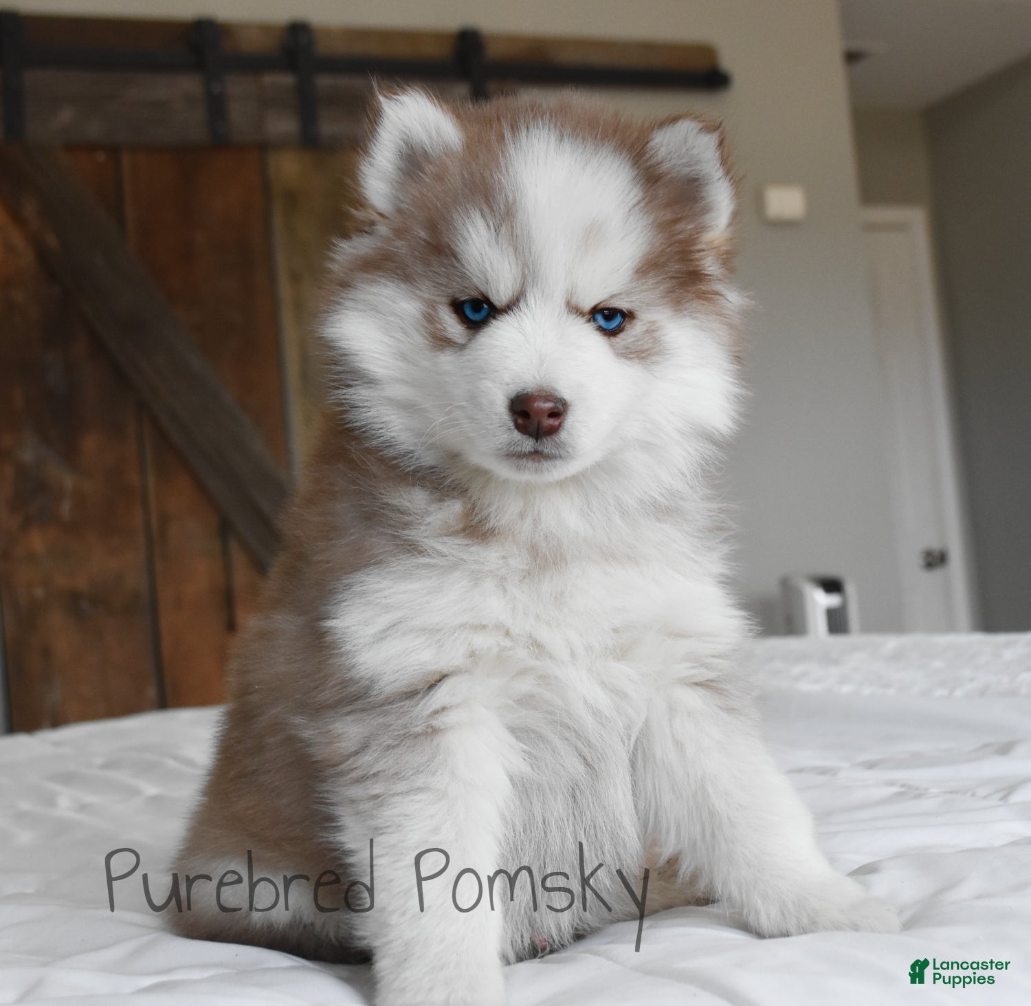 Pomsky dogs Winston - Ad 11