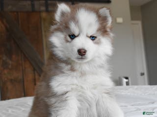 Pomsky dogs Winston - Ad 3
