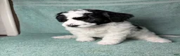 Miniature Poodle dogs for sale: Miniature Poodle Blue - Ad 3