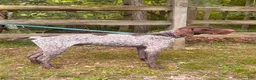 German Shorthaired Pointer dogs for sale: Casey - Ad 6