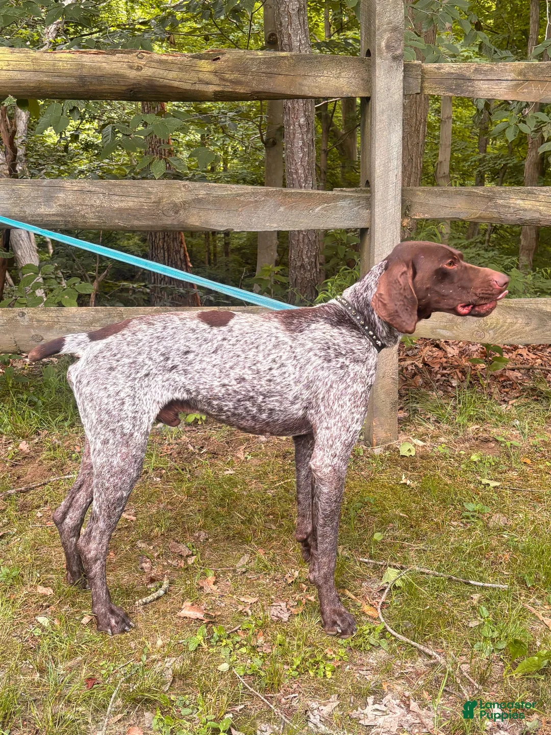 German Shorthaired Pointer dogs for sale: Casey - Ad 6