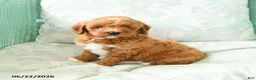 Miniature Poodle dogs for sale: Marcus - Ad 4