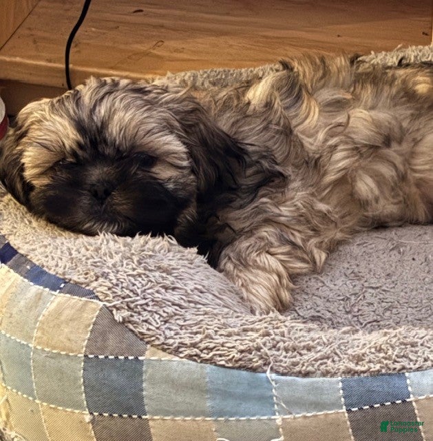 Shih Tzu dogs Shih Tzu Puppy - Trooper - Ad 26