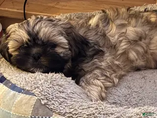 Shih Tzu dogs Shih Tzu Puppy - Trooper - Ad 26