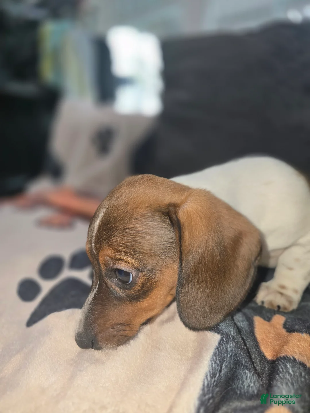 Dachshund dogs for sale: Tankerbell - mini - Ad 6