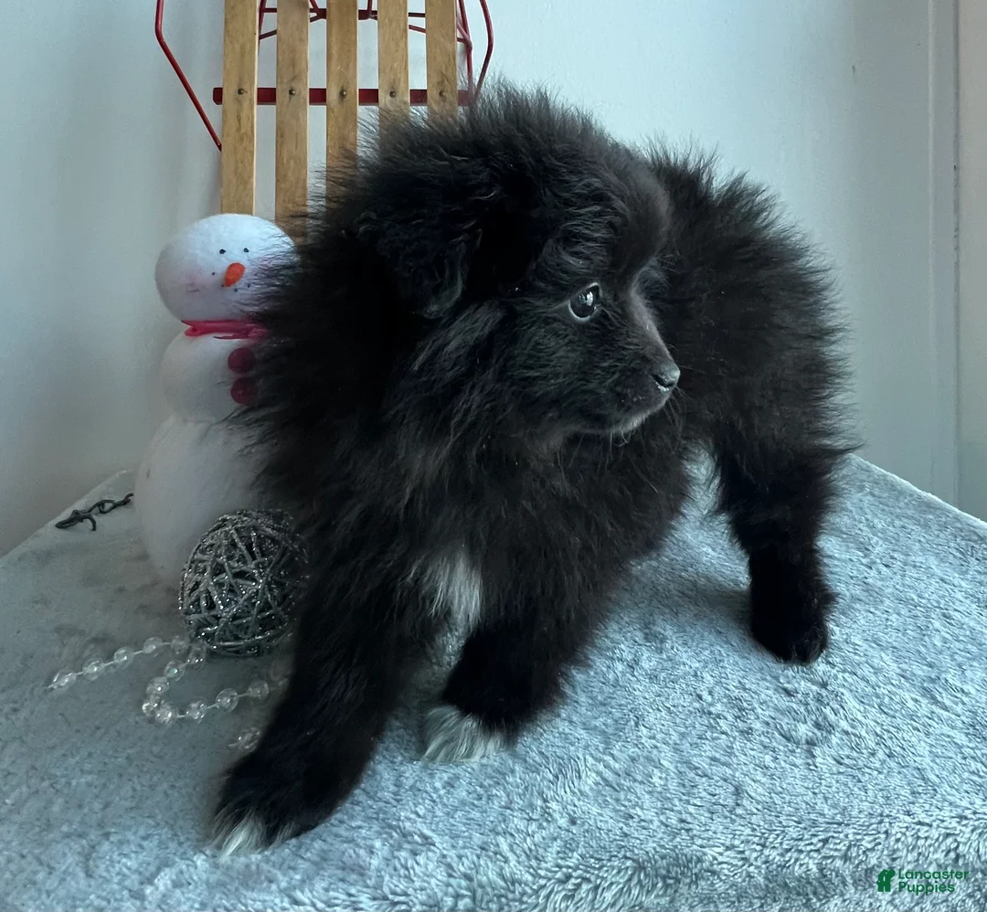 Pomeranian dogs for sale: Blackie - Ad 4