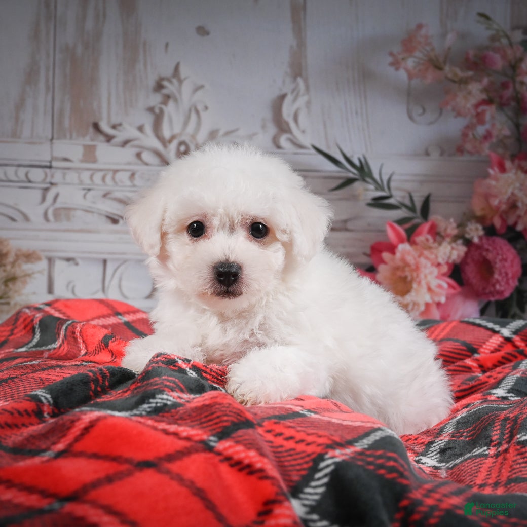 Bichon Frise dogs AKC-Rosie - Ad 2