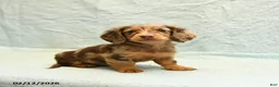 Dachshund dogs for sale: Lilac - Ad 2