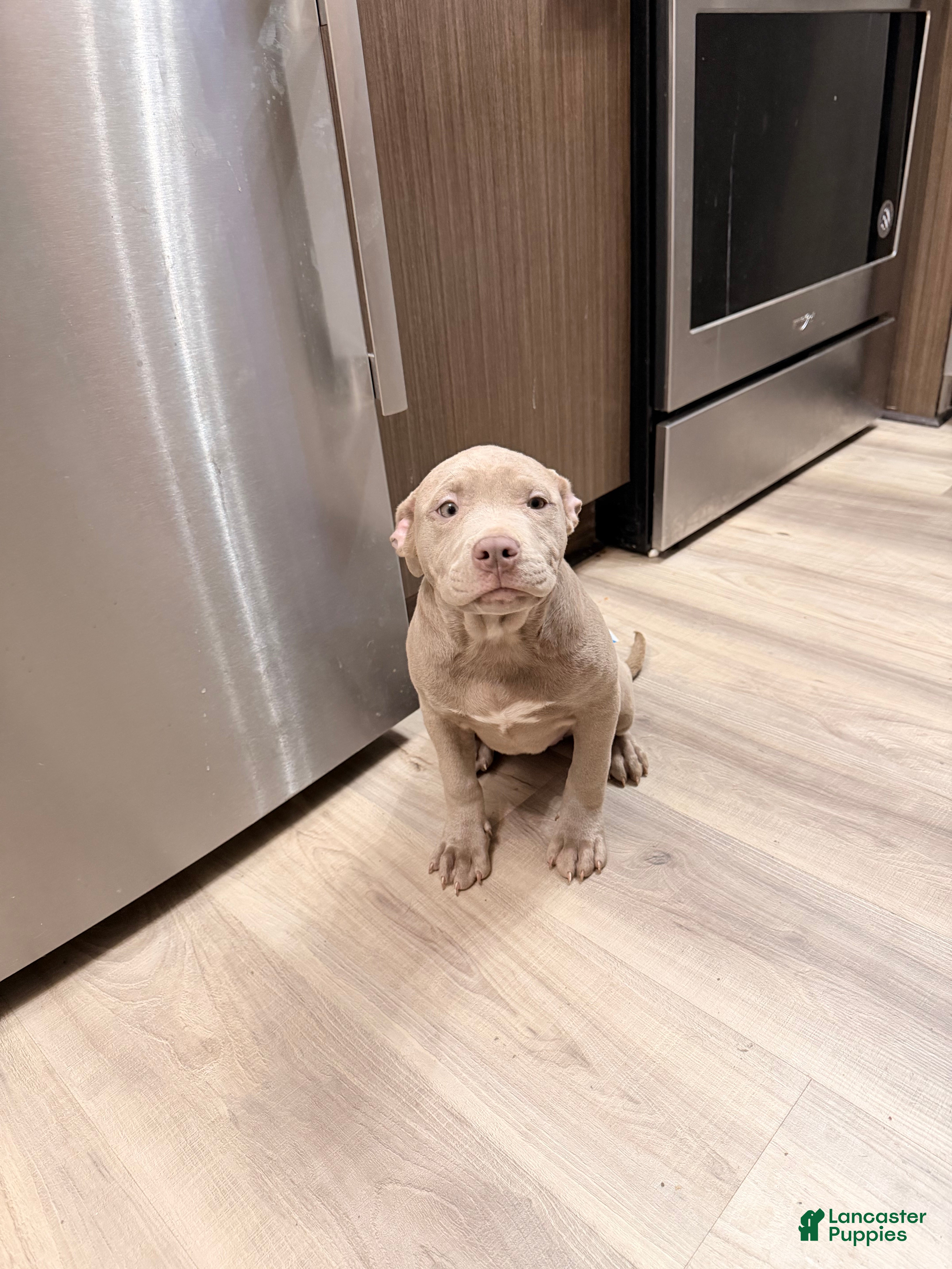 American Bully dogs American Bully Puppy 1 - Ad 35