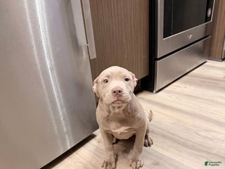 American Bully dogs American Bully Puppy 1 - Ad 41