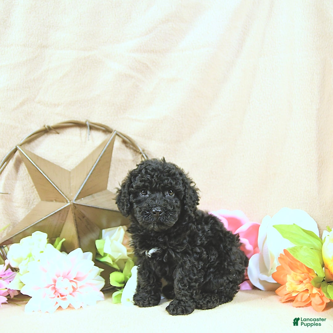 Miniature Poodle dogs for sale: Earl - Ad 14