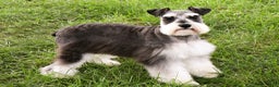 Miniature Schnauzer dogs for sale: Gary - Ad 5
