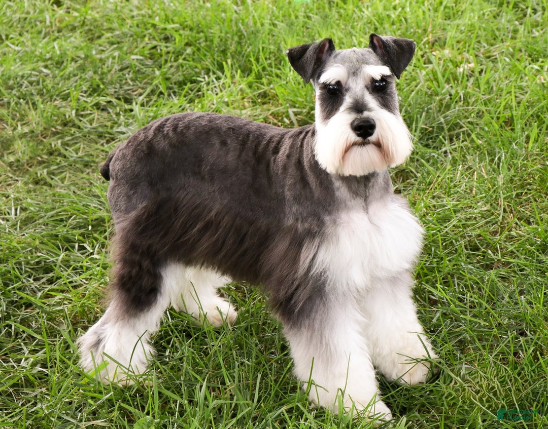 Miniature Schnauzer dogs for sale: Gary - Ad 5