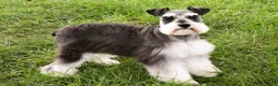 Miniature Schnauzer dogs for sale: Maureen  - Ad 16