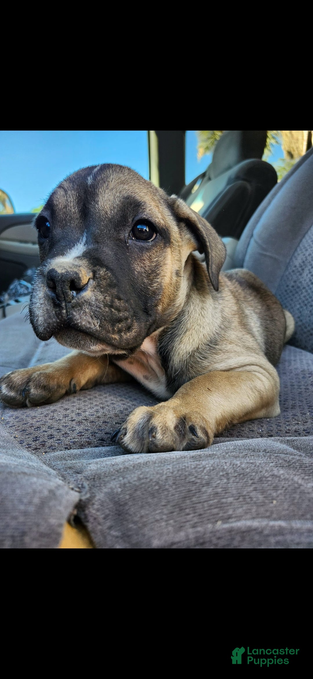 Mixed Breed dogs for sale: Mixed Breed 3 - Ad 3