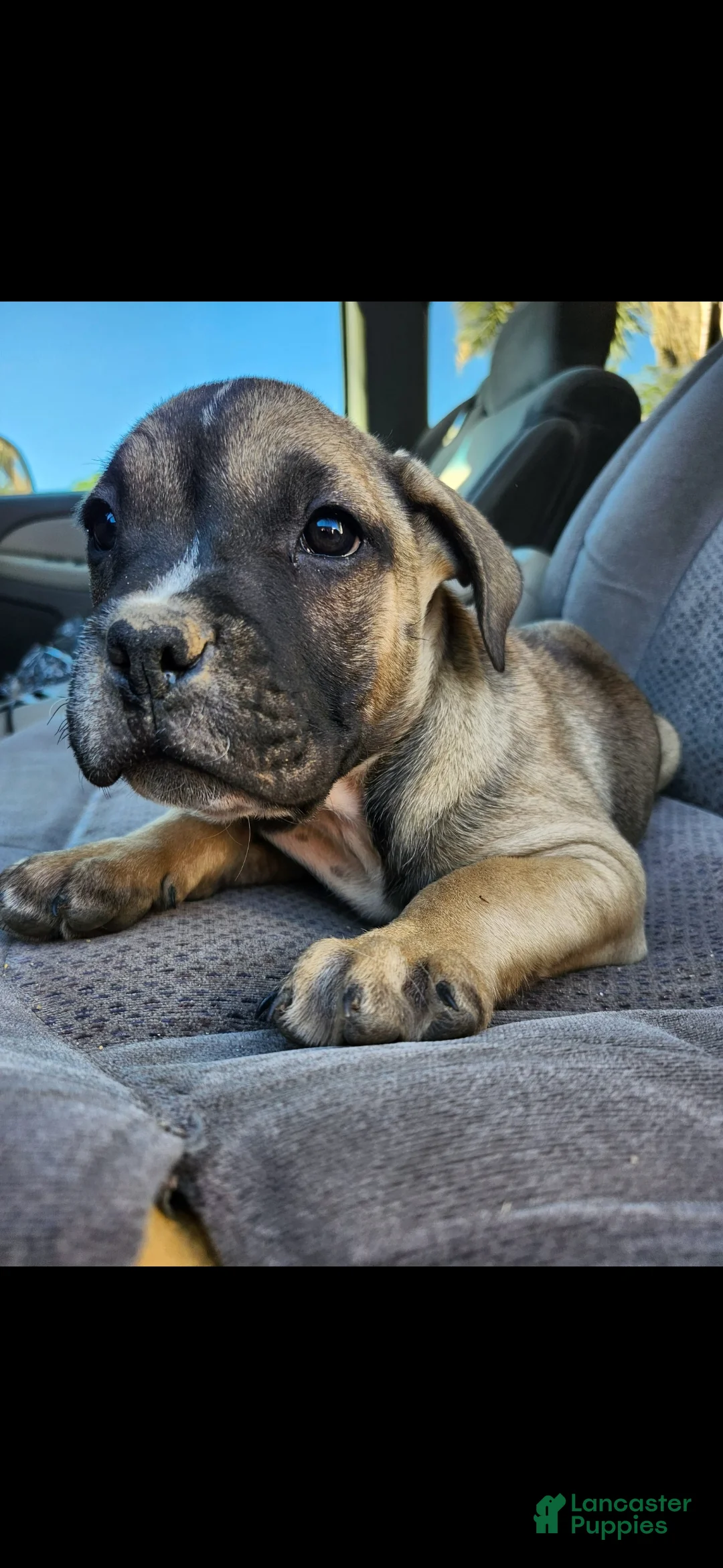 Mixed Breed dogs for sale: Mixed Breed 3 - Ad 1