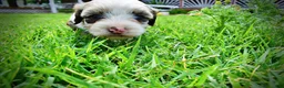 Havapoo dogs for sale: Sadie - Ad 13
