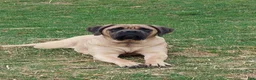 English Mastiff dogs for sale: Mark - Ad 7
