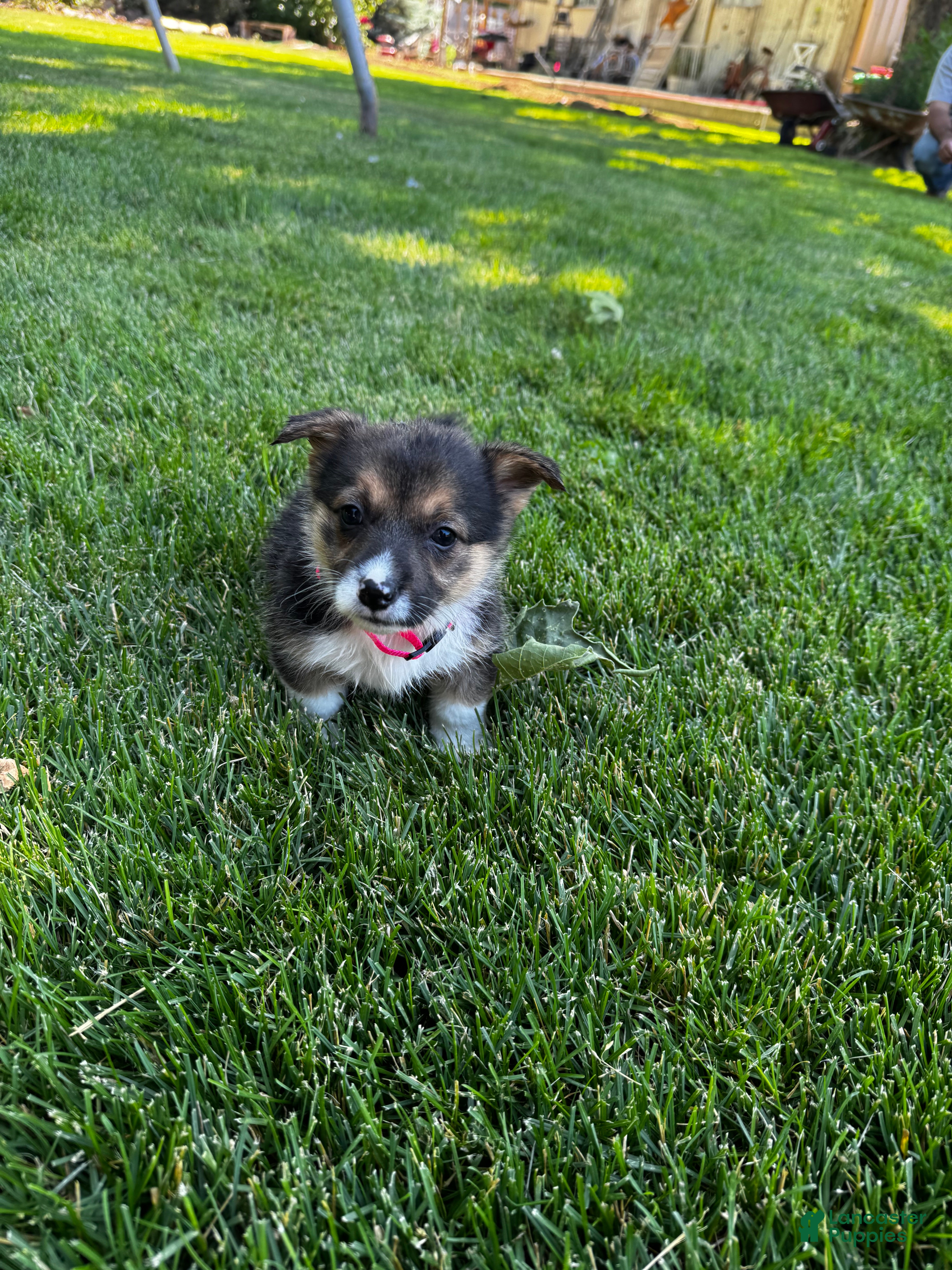 Welsh Corgi Pembroke dogs Welsh Corgi Pembroke 4 - Ad 10